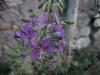 Epilobium sp. (Onagraceae)