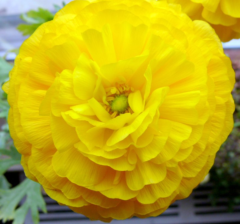 Yaban G&uuml;l&uuml;.