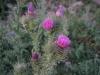 Cirsium