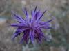 Centaurea sp. (Peygamber iei)