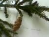 Picea orientalis (Dou Ladini)