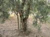 Zeytin Aac
