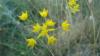 Bupleurum Sp. (apiaceae)