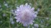 Scabiosa Columbaria Ssp. Columbaria