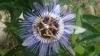 Çarkıfelek Çiçeği (passiflora Caerulea)