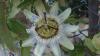 Çarkıfelek Çiçeği (Passiflora Caerulea)