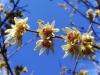 K Tatls (Chimonanthus Praecox)