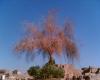 Ağaç- Luxor- Mısır