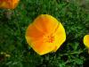 Eschscholzia