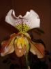 paphiopedilum