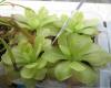 Pinguicula