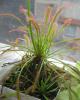 Drosera Capensis