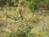 Ahlat, Da Armudu(pyrus Elaeagnifolia)