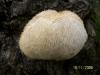 Dede Sakal Mantar (hericium Coraloides)