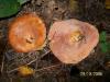 Kanlca, Biberlice Mantar (lactarius)