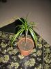 Dracaena