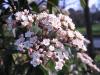 Viburnum tinus