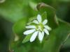 Stellaria Media Ssp./seredili