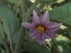 Solanum Melogena / Patlıcan Çiçeği
