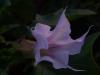 Datura Stramonium / Boru iei