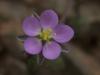 Spergularia Rubra