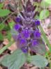 Ajuga Reptans