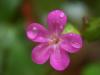 Geranium Lucidum