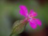 Geranium Lucidum