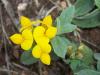 Gazalboynuzu/Lotus corniculatus