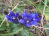 Yedi paral kantaron/Gentiana septemfida