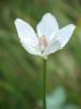 Parnassia palustris