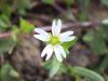 Cerastium Cerastioides / Boynuzotu