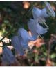 Campanula Rapunculoides / aniei