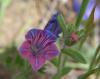 Echium Plantagineum / Engerekotu