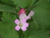 Geranium Rotundifolium