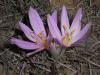 Ac idem/Colchicum Turcicum