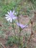 Yabani hindiba/Cichorium intybus