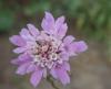 Erguvani uyuzotu/Scabiosa atropurpurea