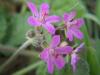 Erodium Cicutarium / obaninesi