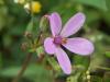 Erodium Cicutarium / obaninesi