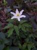 Anemone Nemorosa