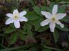 Anemone Nemorosa