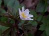 Anemone Nemorosa