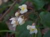 Epimedium Pubigerum