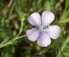 Linum Bienne / Keten