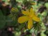 Hypericum Ssp. / Klotu