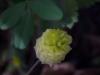 Trifolium Campestre / Kr Trfl