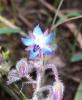 Hakiki Hodan (zembil iei) / Borago Officinalis