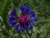 Centaurea Cyanus / Peygamber iei