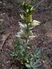 Cephalanthera epipactoides